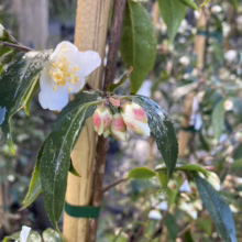 Close-up of a white Camellia flower in bloom with yellow stamens, surrounded by pink-tinged buds and glossy green leaves, growing beside a bamboo stake.