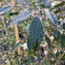 Close-up of glossy, dark green camellia leaves glistening with raindrops. A wooden stake supports the young plant, surrounded by a blurred background of more greenery and delicate white blossoms.