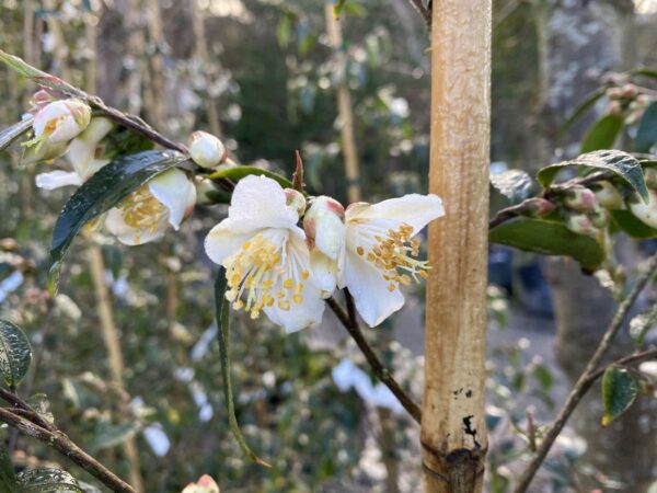 <i>Camellia</i> 'Ariel's Song'