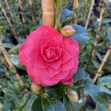 Close-up of a vibrant red Camellia flower in full bloom, surrounded by glossy green leaves and several unopened buds. The flower's petals are arranged in a perfect spiral, showcasing its intricate beauty.