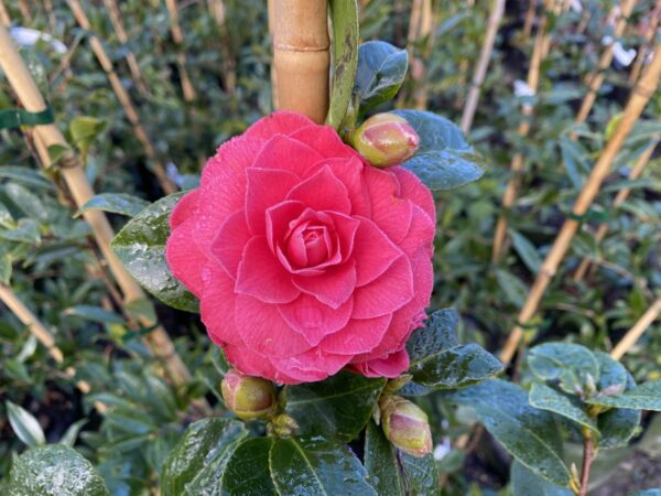<i>Camellia</i> 'Black Lace' - Image 2