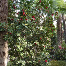 Lush camellia bush bursting with vibrant red blossoms amidst tropical palm trees. Sunlight filters through the leaves, creating a warm, inviting scene.