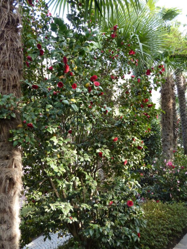 <i>Camellia</i> 'Black Lace' - Image 3