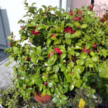 Lush camellia shrub in a pot, bursting with glossy green leaves and vibrant red blooms. Surrounded by smaller potted plants, adding to the garden's charm.
