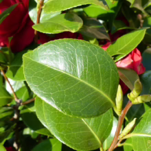 Close-up of glossy green Camellia leaves with intricate vein patterns, set against a backdrop of vibrant red Camellia flowers, highlighting the plant's natural beauty.