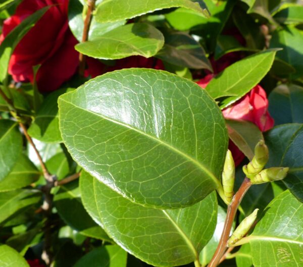 <i>Camellia</i> 'Black Lace' - Image 5