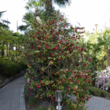 Lush garden path with a vibrant Camellia bush bursting with red flowers, set against a backdrop of palm trees. A stone path curves alongside the flowering shrub, creating a serene and inviting scene.