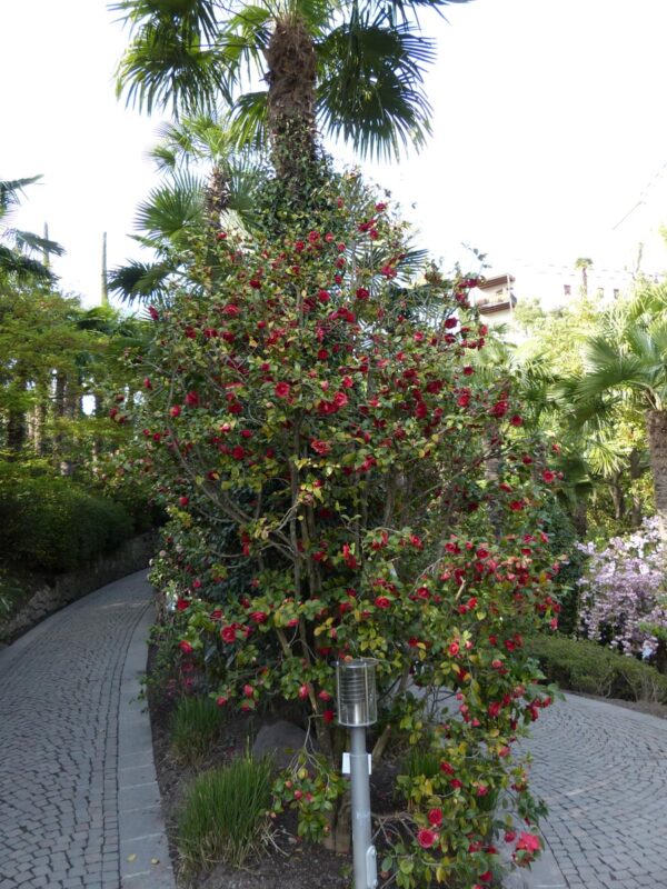 <i>Camellia</i> 'Black Lace' - Image 6