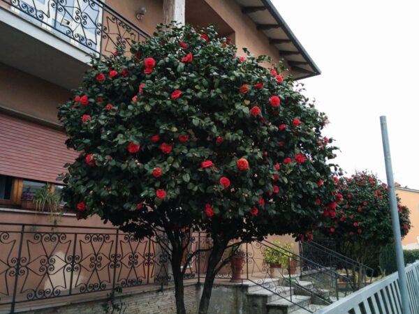 <i>Camellia</i> 'Black Lace'