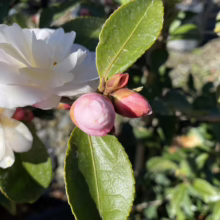 Close-up of a white Camellia flower in bloom, with pink buds ready to open, surrounded by glossy green leaves. The delicate petals contrast with the vibrant foliage.