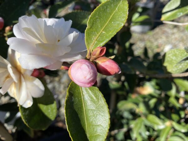 <i>Camellia</i> 'Cinnamon Cindy' - Image 2