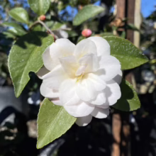 Close-up of a pristine white Camellia flower in bloom, surrounded by glossy green leaves. The delicate petals and vibrant foliage create a serene garden scene.