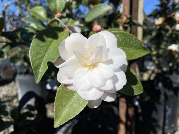 <i>Camellia</i> 'Cinnamon Cindy' - Image 3