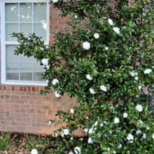 White camellia bush in full bloom against a red brick wall, with fallen blossoms on mulch. Glossy green leaves contrast with the bright white flowers and the window to the left.