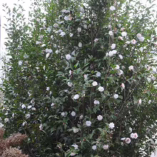 A lush camellia shrub, covered in white blossoms and dark green leaves, stands in a garden setting. The evergreen bush is dense and full, creating a sense of natural beauty and serenity.