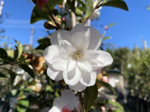 <i>Camellia</i> 'Cinnamon Cindy'