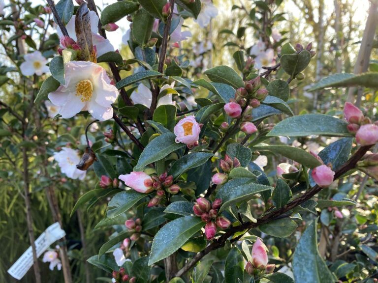 camellia fairy blush 2 - Leafland