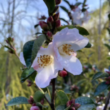 Delicate white Camellia flowers with pink tinges and dew drops glisten against a backdrop of lush greenery and buds. Golden stamens are visible, adding a touch of warmth to the cool tones.