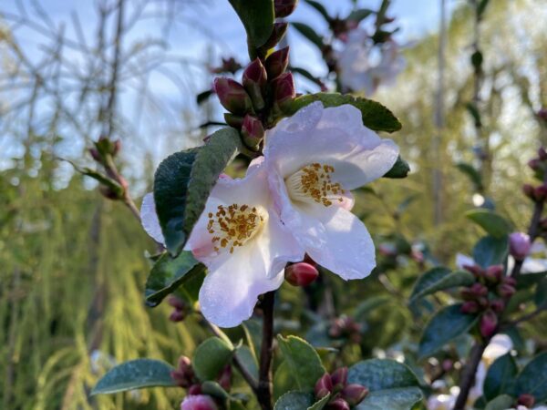 <i>Camellia</i> 'Fairy Blush' - Image 3