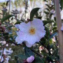 Close-up of a delicate white camellia flower with a vibrant yellow center, covered in dewdrops, surrounded by glossy green leaves and pink buds in a garden setting.
