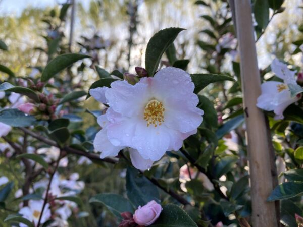 <i>Camellia</i> 'Fairy Blush' - Image 4