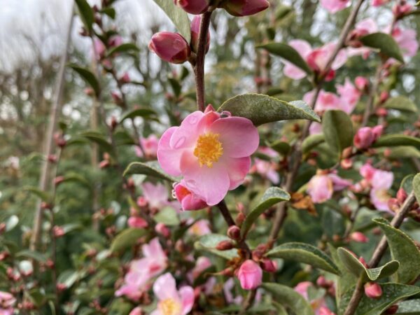 <i>Camellia</i> 'Fairy Blush'