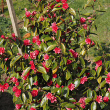 Bushy Camellia shrub bursts with vibrant red blossoms against glossy green leaves in a garden setting. A small stake supports the plant.