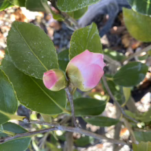 Close-up of two pink camellia buds, one partially open, amidst glossy green leaves. The delicate blooms hint at the beauty to come, promising a vibrant display in the garden.