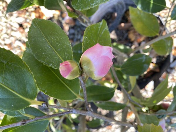 <i>Camellia</i> 'High Fragrance' - Image 2