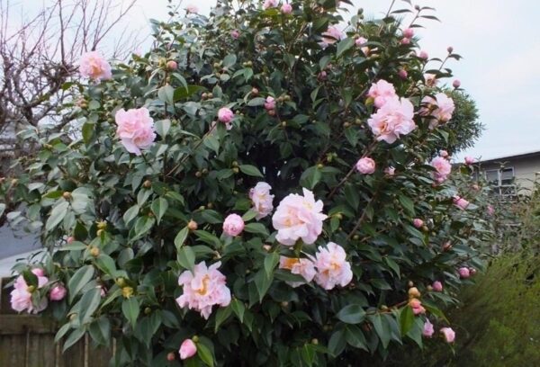 <i>Camellia</i> 'High Fragrance' - Image 3