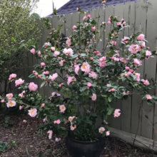 Pink camellia bush overflowing from a dark green pot. The flowering plant is in full bloom with many buds, set against a weathered green fence and mulch ground cover in a garden setting.