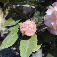 Close-up of a delicate pink camellia flower, with a tightly furled bud nearby, surrounded by glossy green leaves. The flower has ruffled petals and a hint of yellow in the center.