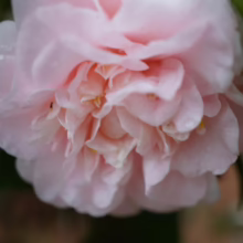 Close-up of a delicate, light pink camellia flower in full bloom, showcasing its many soft, layered petals and subtle yellow accents. Green leaves provide a muted backdrop.