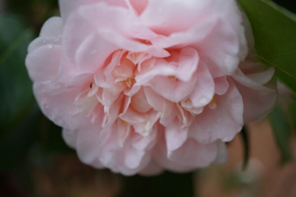 <i>Camellia japonica</i> 'Ave Maria' - Image 2