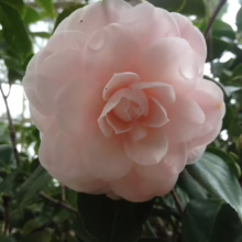 Close-up of a delicate, light pink camellia flower in full bloom, surrounded by glossy green leaves. A symbol of love and admiration.