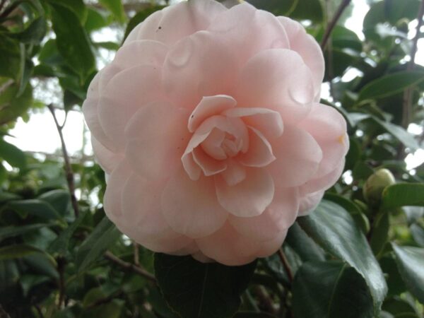 <i>Camellia japonica</i> 'Ave Maria' - Image 3