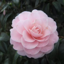 Close-up of a delicate, light pink camellia flower in full bloom, showcasing layered petals and a soft, romantic aesthetic against a backdrop of dark green leaves.