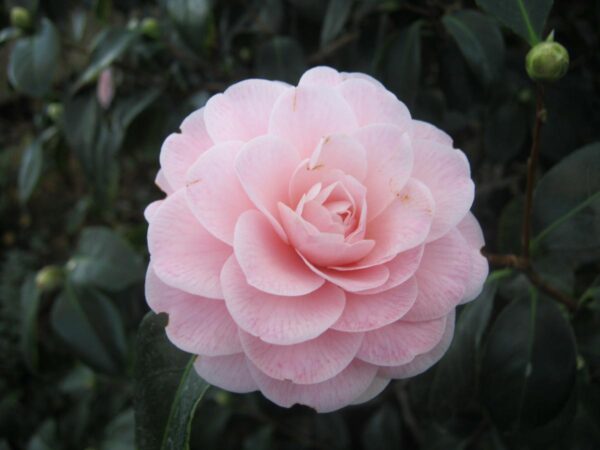 <i>Camellia japonica</i> 'Ave Maria' - Image 4