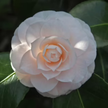 Close-up of a creamy white Camellia flower in full bloom, its delicate petals layered in a spiral, surrounded by glossy green leaves. Soft light highlights the flower's subtle peach center.
