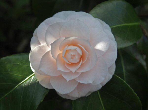 <i>Camellia japonica</i> 'Ave Maria' - Image 5