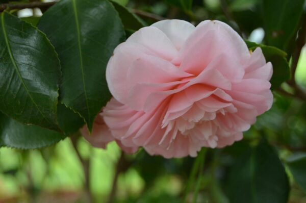 <i>Camellia japonica</i> 'Ave Maria' - Image 6