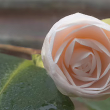 Close-up of a delicate, pale peach camellia bud, its petals tightly swirled and edged with tiny water droplets. A glossy green leaf with water droplets is visible in the background.