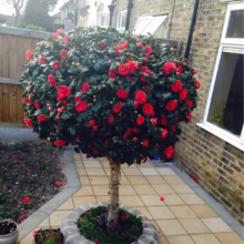 Globular Camellia tree bursting with red blooms, set in a paved garden with a brick house backdrop. Its trunk is wrapped, adding a touch of care to this vibrant, eye-catching feature.