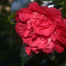 Close-up of a vibrant, fully bloomed red camellia flower with ruffled petals amidst glossy green leaves, capturing its rich color and intricate texture.