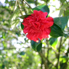 Close-up of a vibrant red camellia flower in full bloom, surrounded by glossy green leaves against a blurred green and white bokeh background.