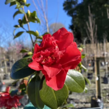Close-up of a vibrant red camellia flower in full bloom, set against a blurred background of a plant nursery under a bright blue sky. Glossy green leaves surround the flower.