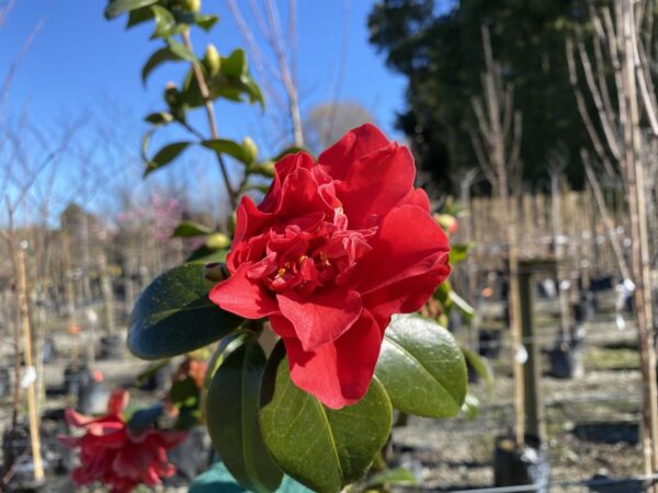 <i>Camellia japonica</i> 'Mark Alan' - Image 2