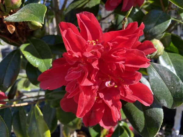 <i>Camellia japonica</i> 'Mark Alan'