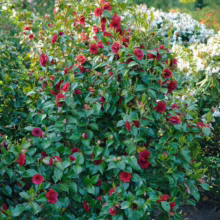 Lush camellia bush bursting with vibrant red blossoms and glossy green leaves. Fallen petals scatter the ground, adding to the rich color palette of this garden scene.