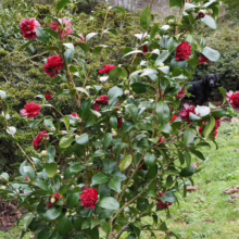 A camellia bush bursts with deep red blossoms and glossy green leaves in a garden setting. A black Labrador dog peeks from behind the shrubbery, adding a touch of life to the vibrant scene.